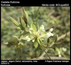 Image result for Cadaba glaberrima