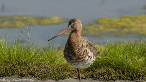 Image result for Limosella maior