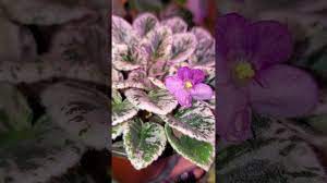Save african violet leaf to get email alerts and updates on your ebay feed.+ african violet grape treat miniature 2 pot variegated. Shimmering Variegated African Violet Sp Grape Treat Youtube