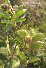 Image result for Eriosema flexuosum