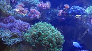 Anthozoa order purple soft corals grow in small colonies of up to 3 cm in height. Species Of Soft Corals And Fishes Lillac Aquarium Under Violet Or Ultraviolet Uv Light Purple Fluorescent Tropical Aquatic Paradise Exotic Background Coral In Pink Vibrant Fantasy Decorative Tank Stock Photo Picture And