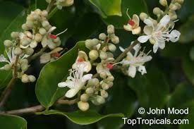 Image result for Hymenaea