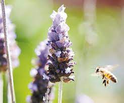 Discover which flowers attract bees and pollinators. 6 Bee Friendly Plants For Australian Gardens Country Style