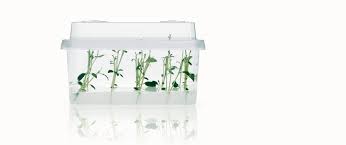 We did not find results for: 7 Methods Of Plant Tissue Culture Lab Assocciates