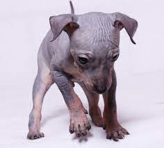 Mar 21, 2021 · librivox about. American Hairless Terrier Deutschsprachig Posts Facebook