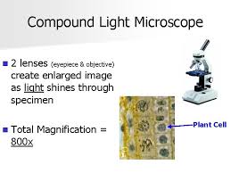 Plant cell compound light microscope. Chapter 7 1 Life Is Cellular What Is