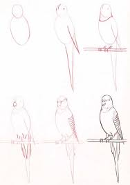 muhabbet kusu resmi cizimi como dibujar aves aprender a dibujar animales como dibujar animales
