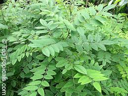 Image result for Indigofera kuntzei