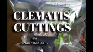Pruning maintenance on a mountain clematis consists of trimming the stem tips developed in the previous season from 6 to 12 inches, this will help keep our plant clean and tidy. Clematis Cuttings Youtube