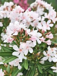 Die blüten, die der oleander jedes jahr aufs neue im sommer austreibt, sind sowohl weiblich als auch männlich. Oleander Pflegen Dungen Schneiden Uberwintern Alle Tipps Infos