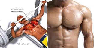 Lower the barbell down to chest until you reach about 1 from your chest, then lift it straight above your chest. Technique For A Big Chest How To Bench Press Gymguider Com