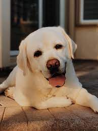 Nena is a very good and loving dog with adults, i rescue her from a very confined and neglected environment. Where Can I Put A Labrador Retriever Up For Adoption Rehome By Adopt A Pet Com