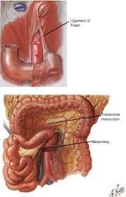 A dilated stomach and collapsed bowel loops. Pin Op Gastrointestinal Nursing