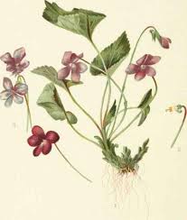 Viola Cucullata Botanical Flowers Botanical Illustration Botanical Prints