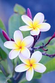 Top 35 Most Beautiful Flowers In The World Beautiful Flowers Most Beautiful Flowers Plumeria Flowers