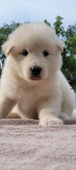 McCray's Alaskan Malamutes