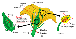 Introduction the different parts of flowers are specialized to help plants reproduce as efficiently as possible. Ovary Of A Plant Botany Definition Types Examples