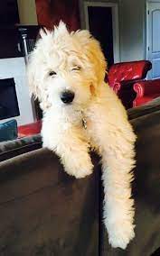 Goldendoodle Puppies For Sale Health Guaranteed Goldendoodle Puppy For Sale Goldendoodle Puppy Teddy Bear Goldendoodle
