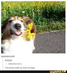 Pin By Legxl On Cuteness Funny Animal Pictures Cute Animals Funny Animals