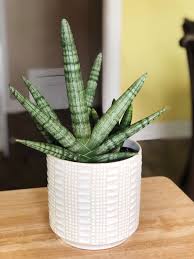 Many animals have adapted to the unique conditions of the tropical rainforests. Pin By Kate Myroup On Wish List Plants In 2020 Variegated Plants Sansevieria Plant Plants