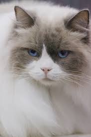 Cats Toronto Pet Show Kedi