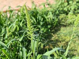 Image result for Echinochloa brevipedicellata