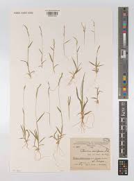 Image result for Moorochloa eruciformis