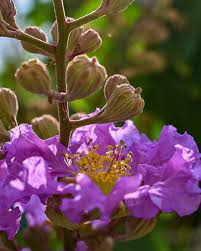 Image result for Lagerstroemia speciosa