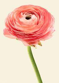 Download Premium Psd Of Blooming Pink Ranunculus Flower 2278122 White Lily Flower Pink Rose Flower White Rose Flower