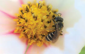 Surprise friends & family with fresh flowers from ftd®! Selling Plants With A Purpose Greenhouse Ornamentals For Pollinator Gardens Greenhouse Canada