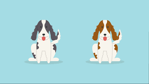 We did not find results for: Springer Spaniel Vs Cocker Spaniel What S The Difference Dogbuddy Blog