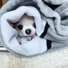 Gambar anak anjing yang lucu lucu dan imut 16 gambar. Chihuahua Lovers Club Chihuahuafansclub Foto Dan Video Instagram Anjing Chihuahua Chihuahua Binatang Lucu