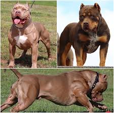 Our xl bully pitbull puppies for sale that carries. World Renowned As The 1 Xl American Bully Kennel Mvp Kennels Mvp Kennels Pitbull Puppies For Sale Pitbull Puppies American Bully