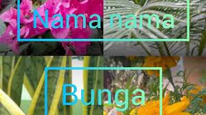 Liza aditya pun tampak sumringah menerima hadiah mewah dari sang kekasih bule. Nama Nama Bunga Di Indonesia Youtube