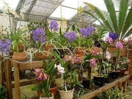 Vandas And Cattleyas For Sale Orchids Menlopark Gifts Orchid House Beautiful Orchids Orchids