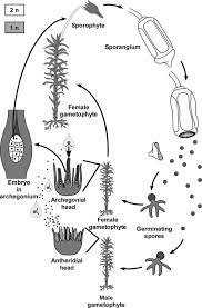 Check spelling or type a new query. Life Cycle Of A Modern Bryophyte Download Scientific Diagram
