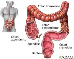 Mide 1.5 m
El ciego es el que conecta con el apéndice 
y el colon ascendente.