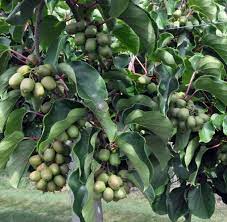 Check spelling or type a new query. Kiwi Issai Flavor Farms