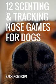12 Scenting And Tracking Nose Games For Dogs Dog Care Dog Training Dog Training Tips