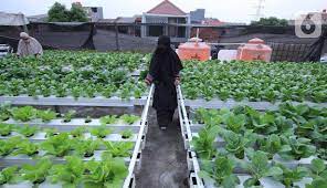 Memiliki kebun sendiri di rumah akan memberikan banyak keuntungan. Foto Menyulap Atap Rumah Jadi Kebun Sayur Hidroponik Bisnis Liputan6 Com