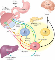 Glucagon Signaling Pathway Creative Diagnostics