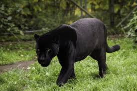 ¿qué tipo de animal es la pantera negra? Black Panther Facts For Kids Black Panther Information For Kids