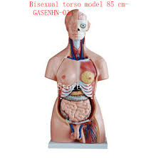 The internal parts of female sexual anatomy (or what's typically referred to as female) include: Male Anatomy Abdomen Anatomy Drawing Diagram