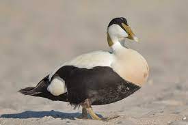 All others must bring data. Eiderente Photo Natur De