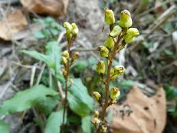 Image result for Gastrodia rwandensis