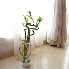 فازة ساق البامبو فضي متجر نباتاتي