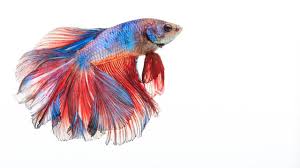 * seringkali peternak akan menggabungkan label komersial, misalnya cupang fancy koi galaxy. 4 Jenis Ikan Cupang Yang Mahal Cocok Untuk Peliharaan Citizen6 Liputan6 Com