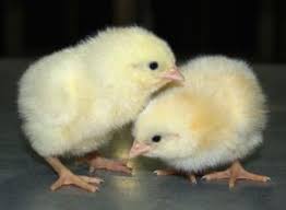 Pui de găini oătoare, pui de găini ouătoare & carne și pui de găini carne (tip broiler). Pui De O Zi Broiler Sc Vis Avis Sa Sc Vis Avis Sa