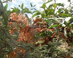 Image result for Phragmanthera