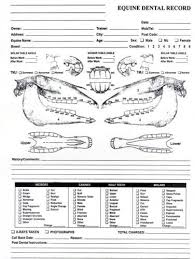 Surgical Instrument Specialists Equine Dental Chart For